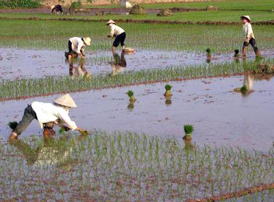 Xoá nợ đọng phí thuỷ lợi cho DN trong hai năm